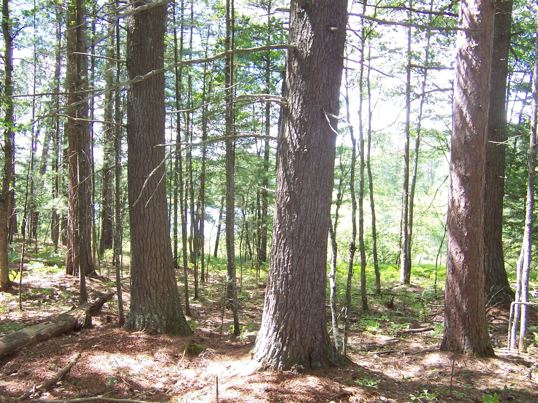 Watersmeet, Gogebic County, MI Undeveloped Land, Homesites for sale