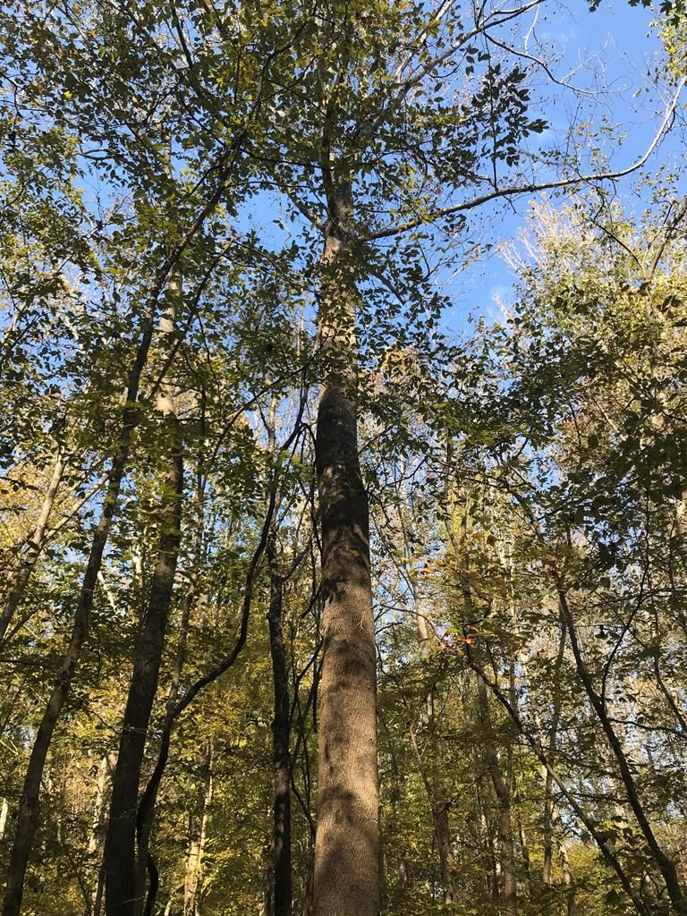 Bruceton, Carroll County, TN Undeveloped Land for sale Property ID