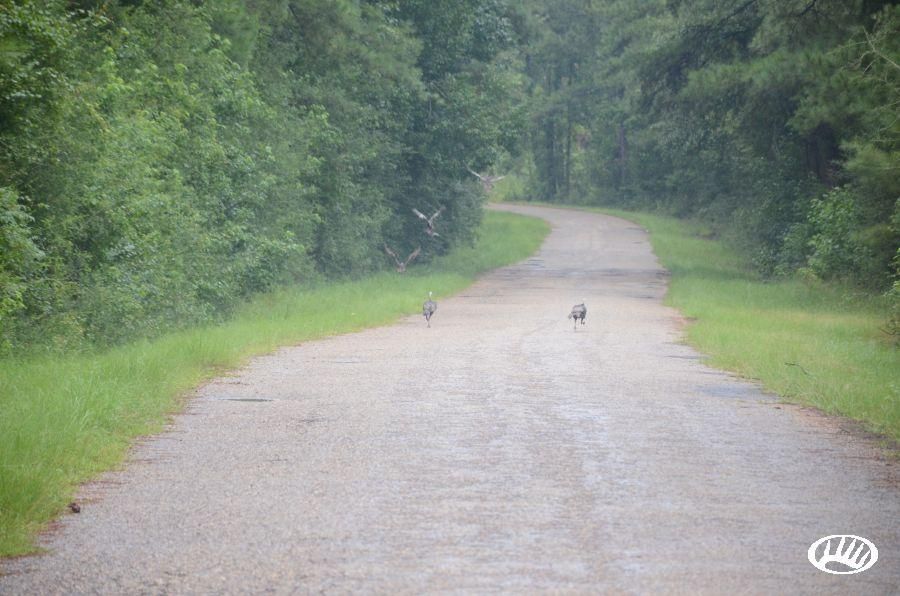 Greensburg, Saint Helena Parish, LA Farms and Ranches for sale Property