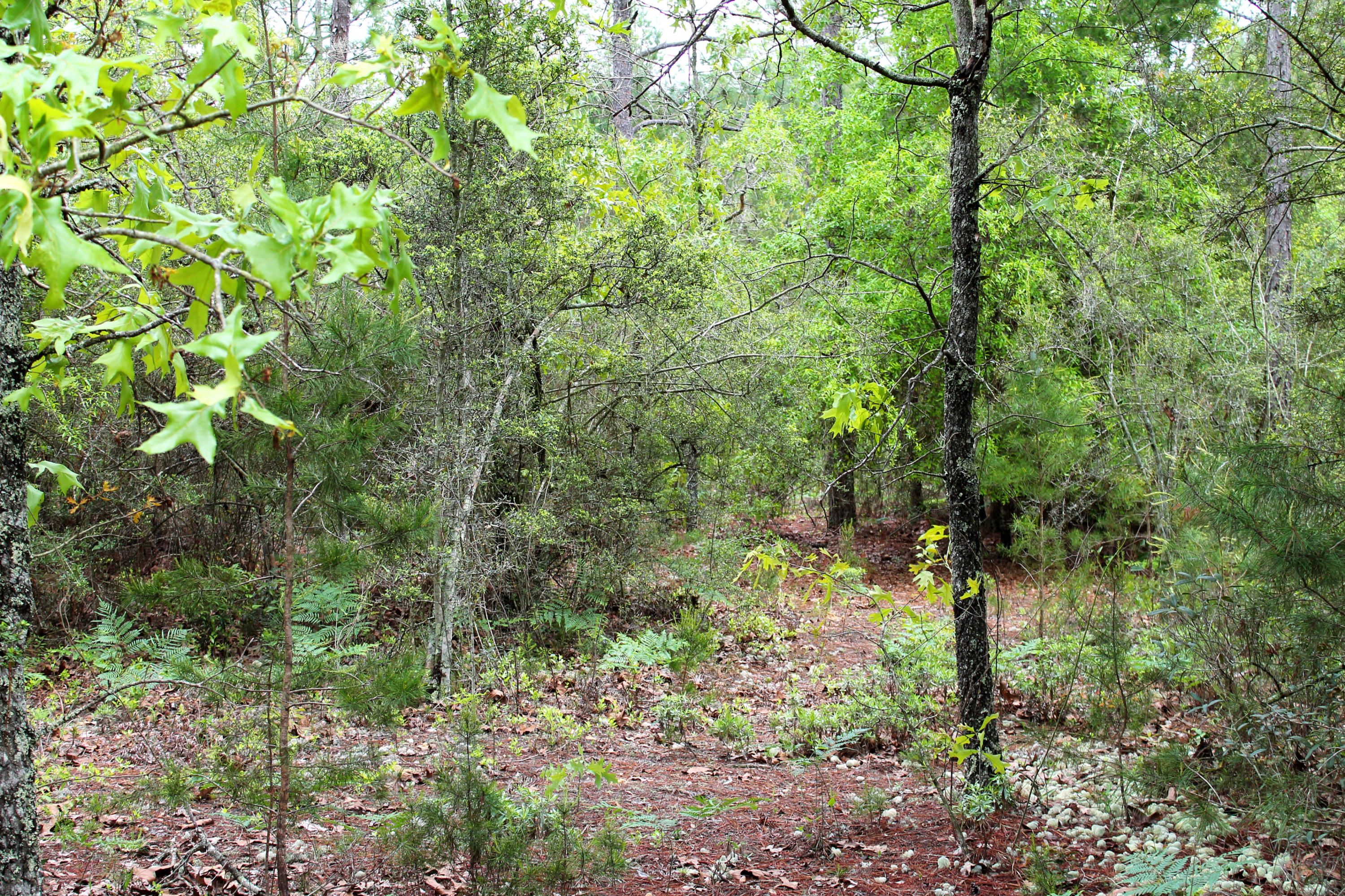 Mossy Head, Walton County, FL Undeveloped Land for sale Property ID