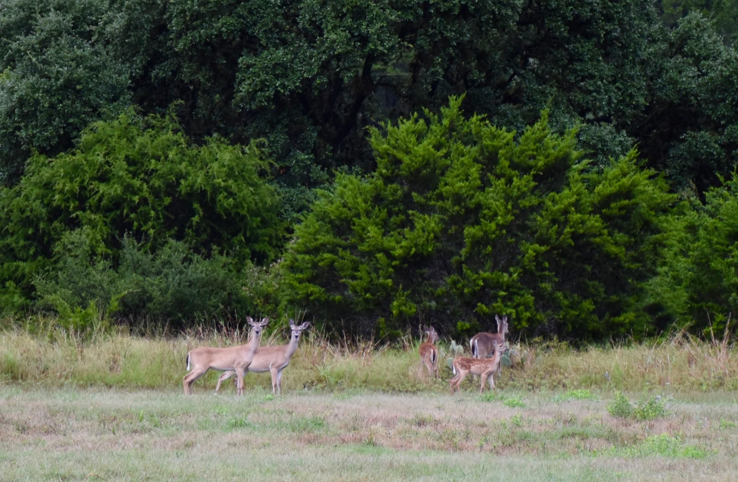 Vanderpool, Bandera County, TX Farms and Ranches, Hunting Property, Horse Property for sale
