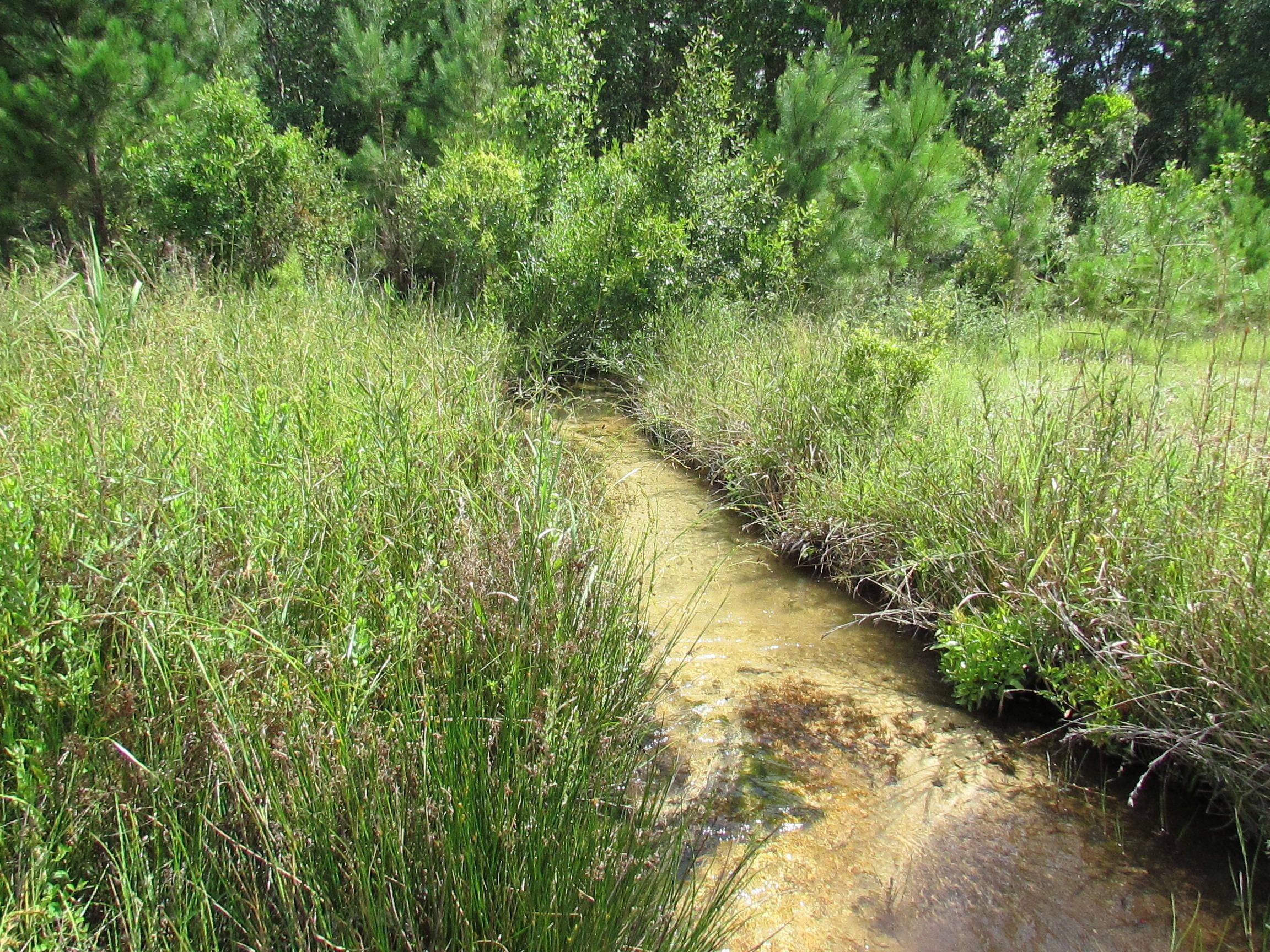 Mossy Head, Walton County, FL Undeveloped Land for sale Property ID