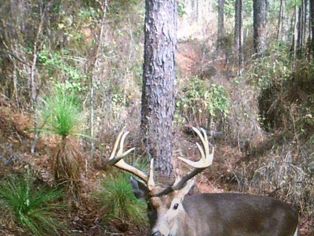 Sprott, Perry County, AL Timberland Property, Undeveloped Land, Hunting