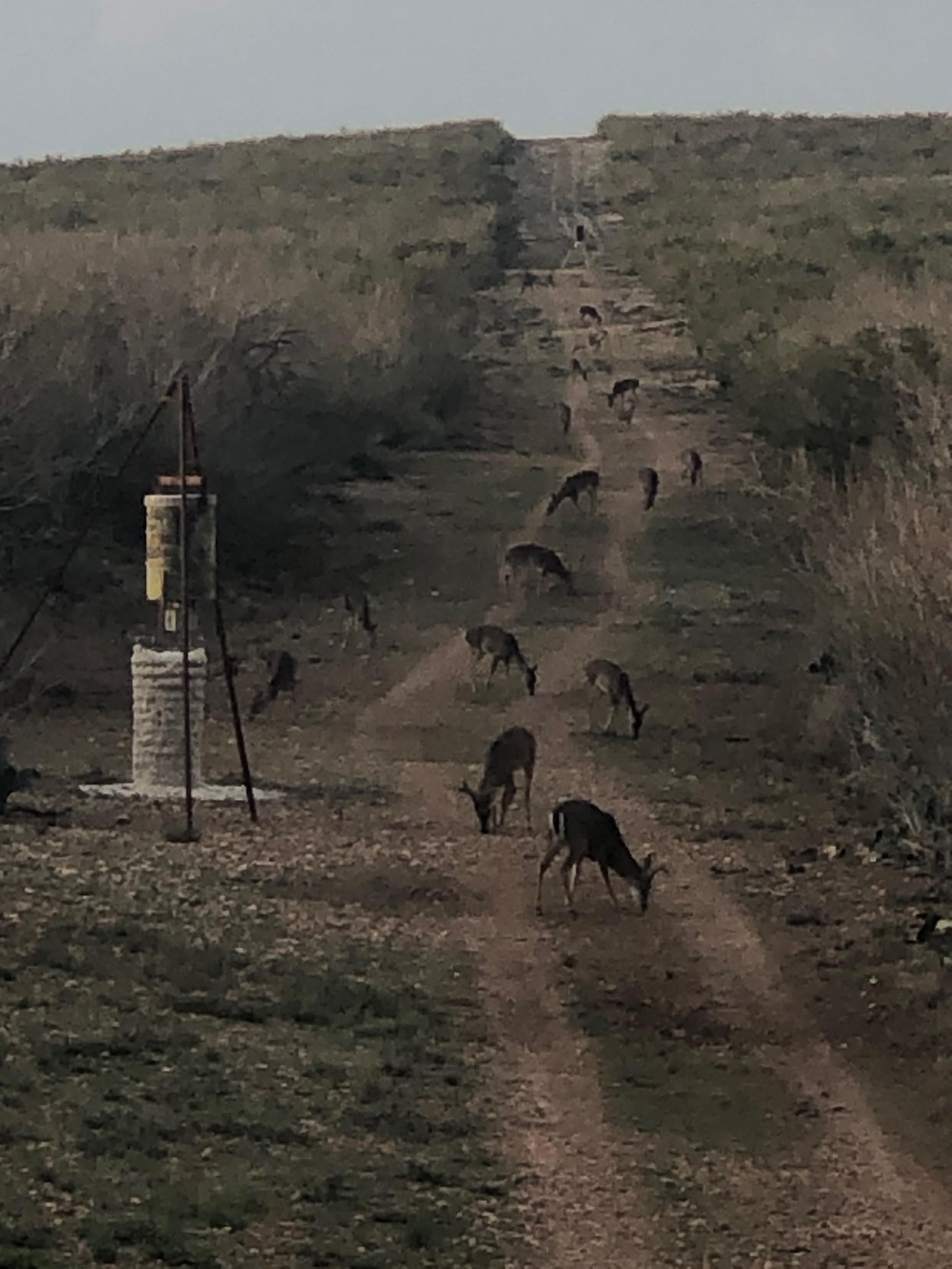 Freer, Duval County, TX Farms and Ranches, Hunting Property, House for