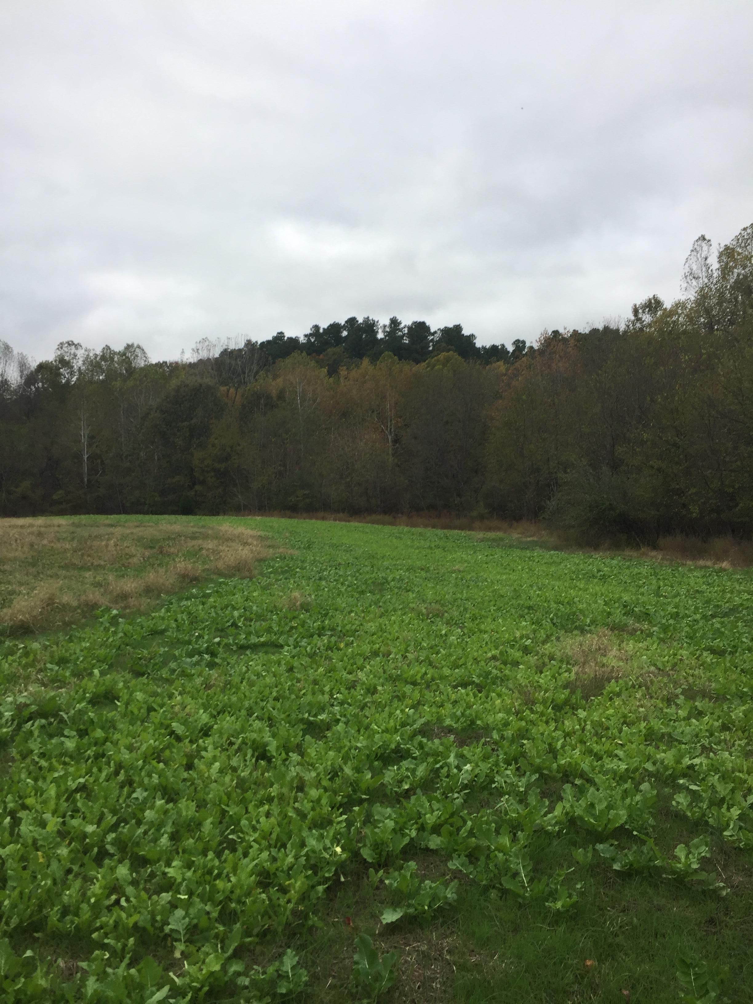 609 acres in Dawson Springs, KY, 42408 LandWatch