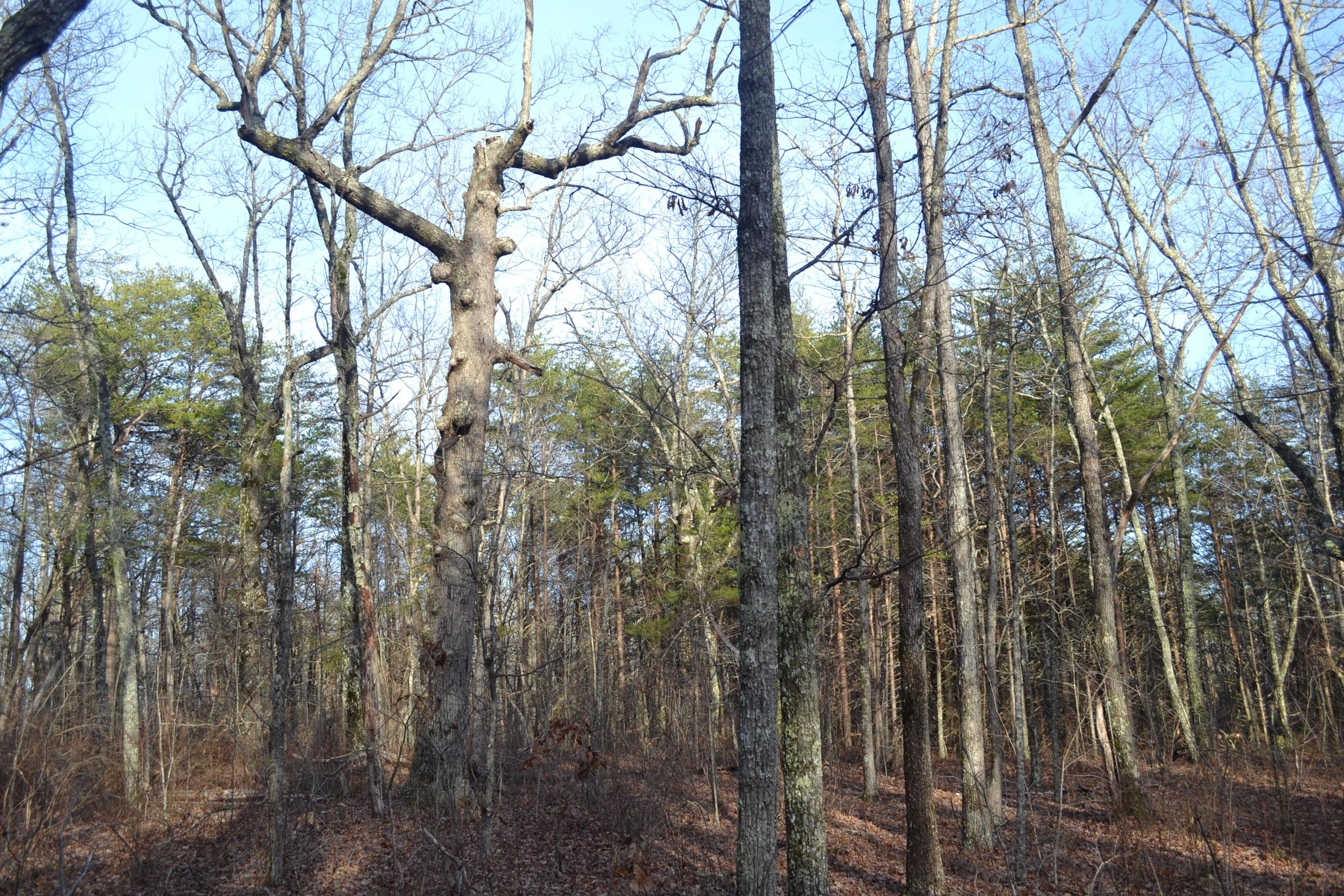 Dunlap, Sequatchie County, TN Undeveloped Land for sale Property ID