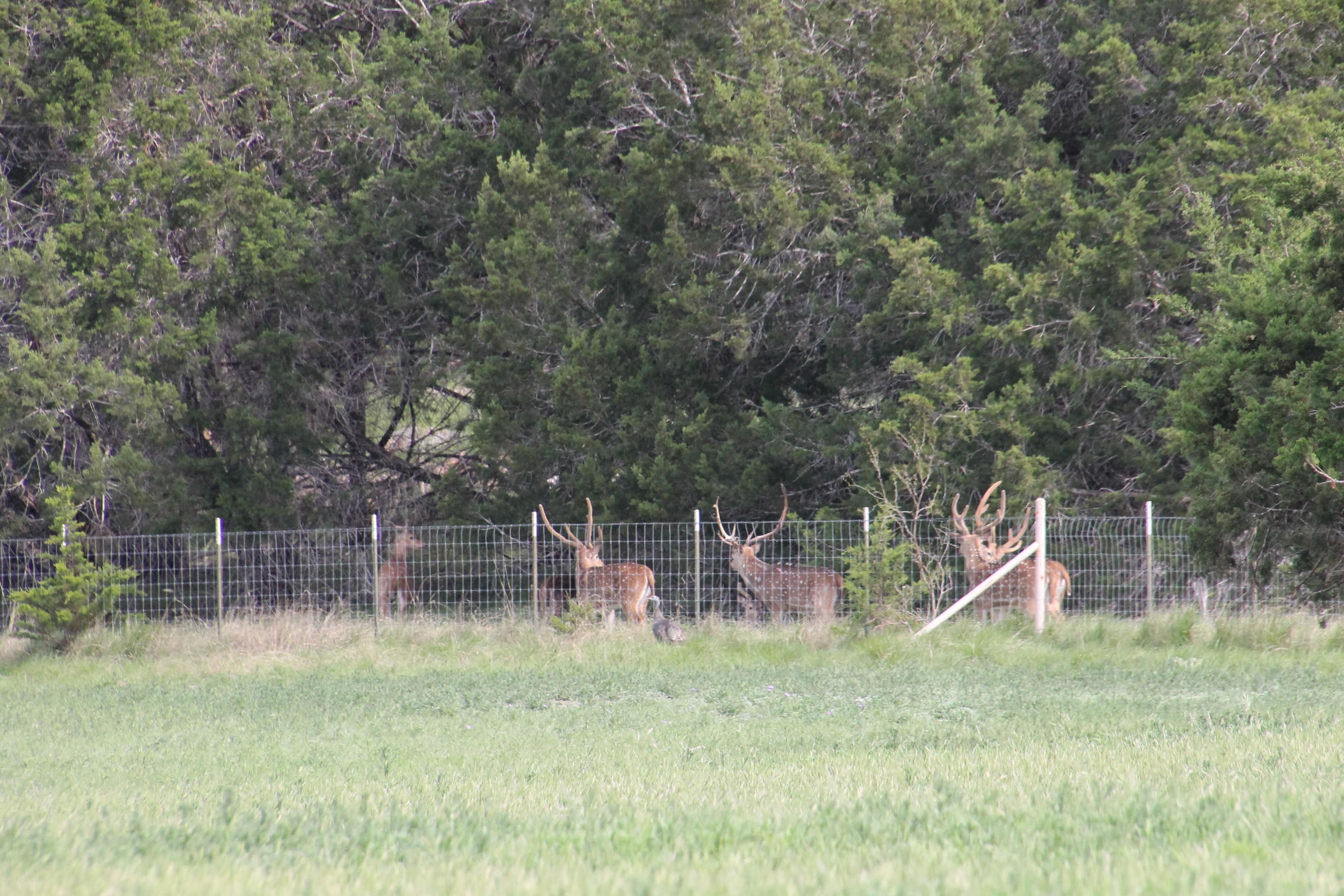 Rocksprings, Edwards County, TX Farms and Ranches, Recreational