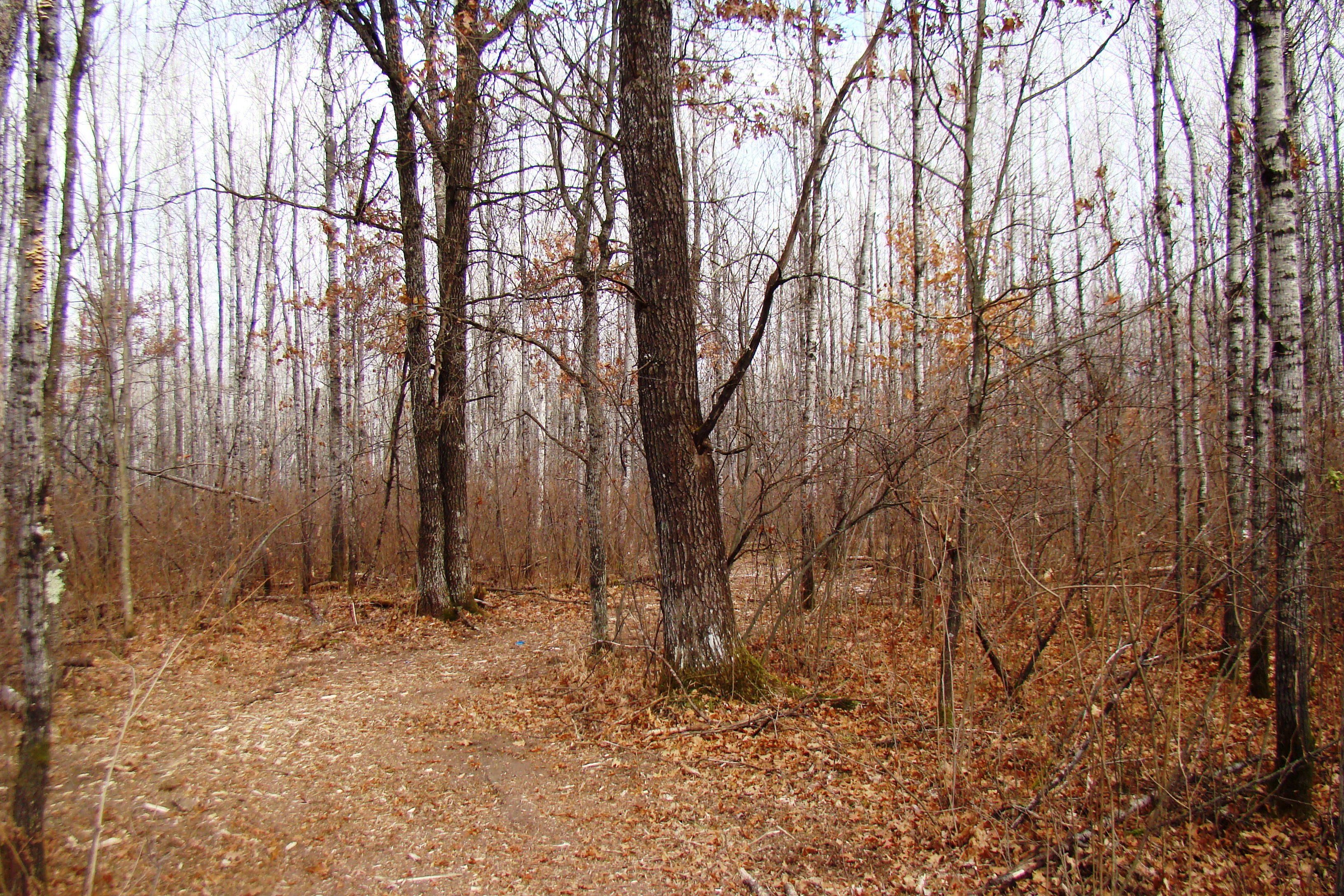 Amberg, County, WI Recreational Property, Timberland Property