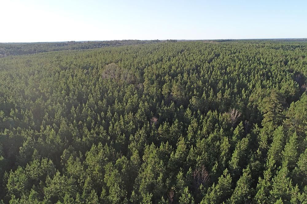 Waynesboro, Wayne County, MS Recreational Property, Timberland Property, Hunting Property for