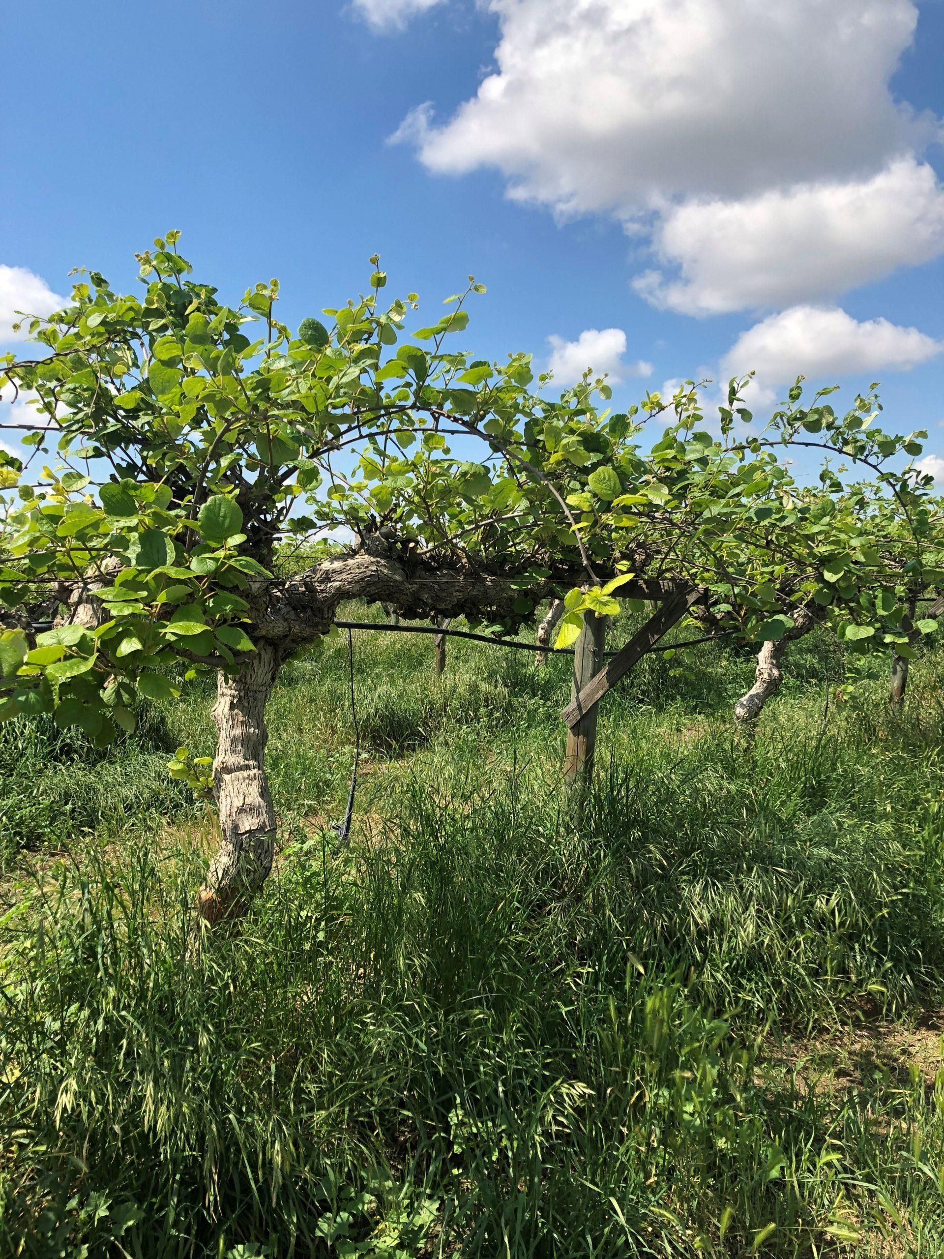 Hanford, Kings County, CA Farms and Ranches for sale Property ID