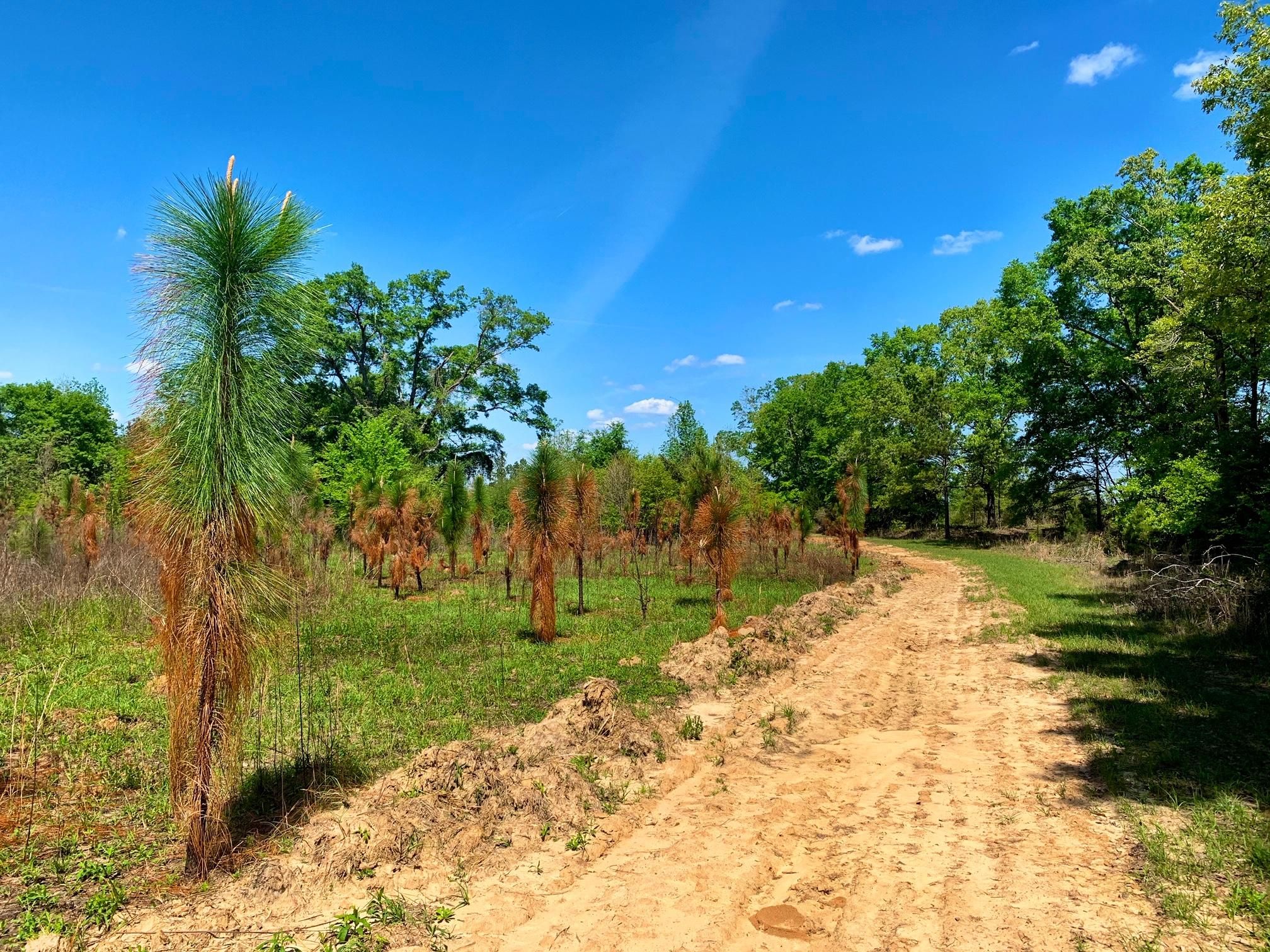 Baker Hill, Barbour County, AL Recreational Property, Timberland