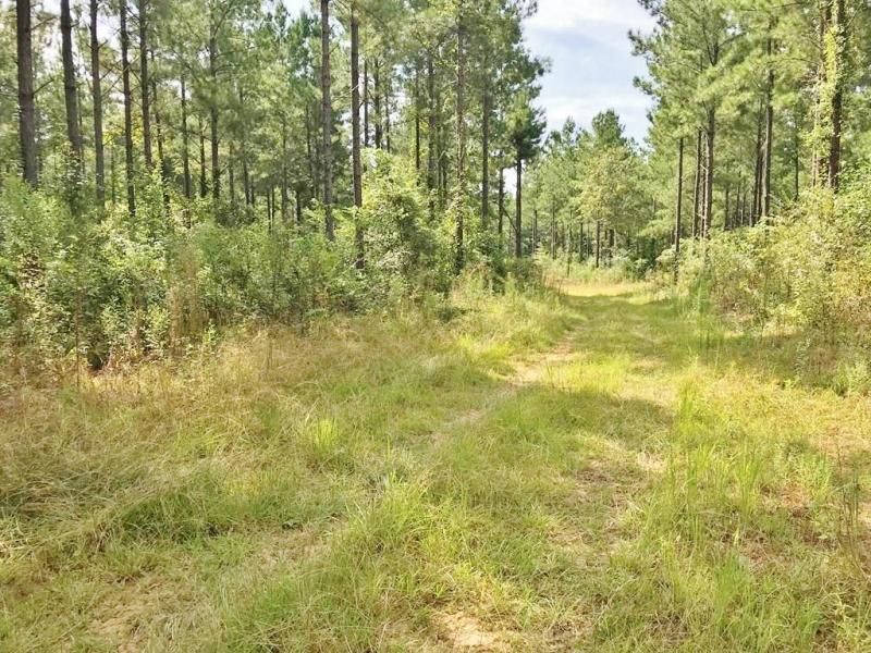 Collinsville, Kemper County, MS Recreational Property, Timberland Property, Hunting Property for