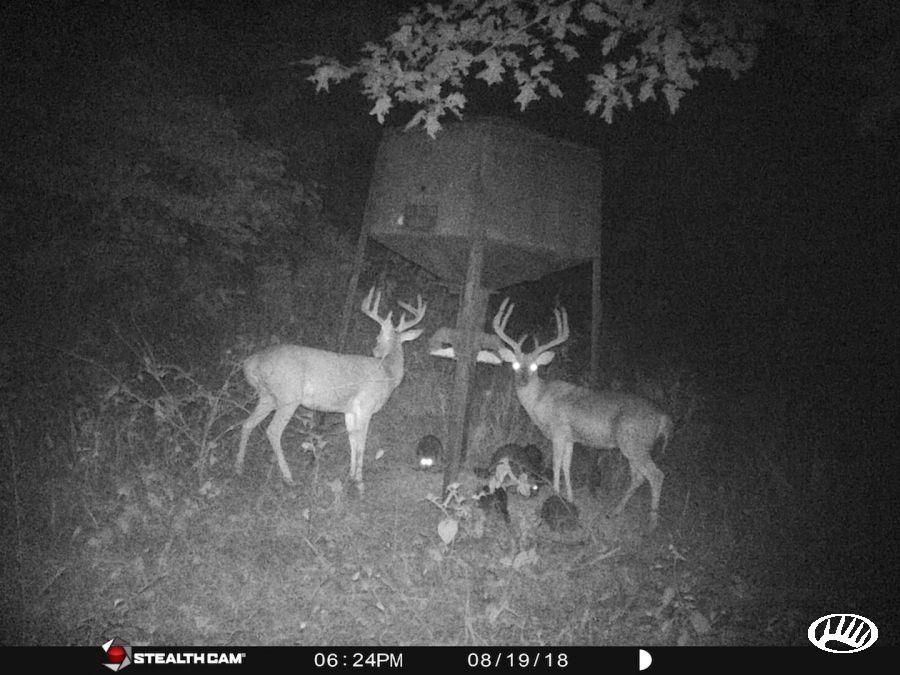 Marion, Crittenden County, KY Recreational Property, Timberland Property, Hunting Property for