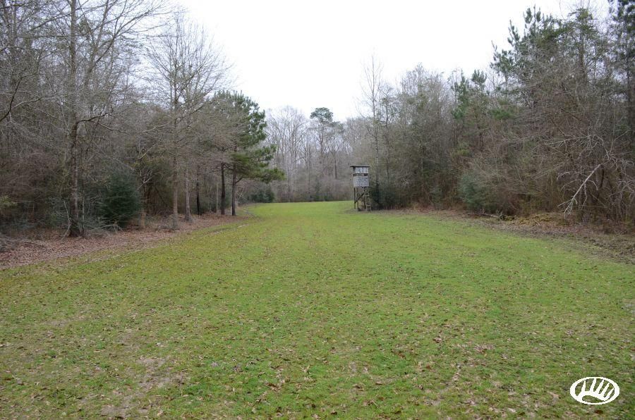 Greensburg, Saint Helena Parish, LA Recreational Property, Timberland