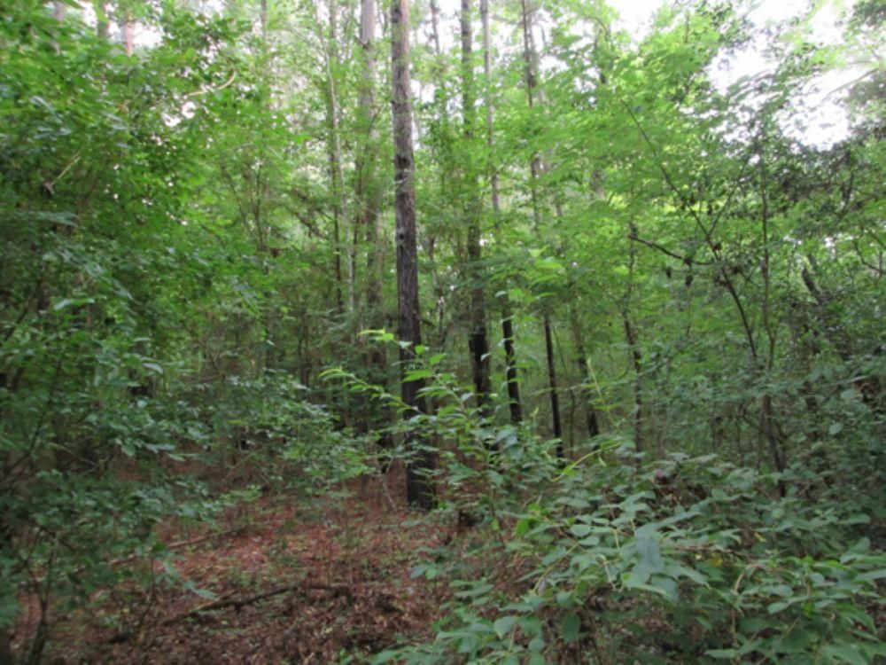 Maydelle, Cherokee County, TX Recreational Property, Timberland