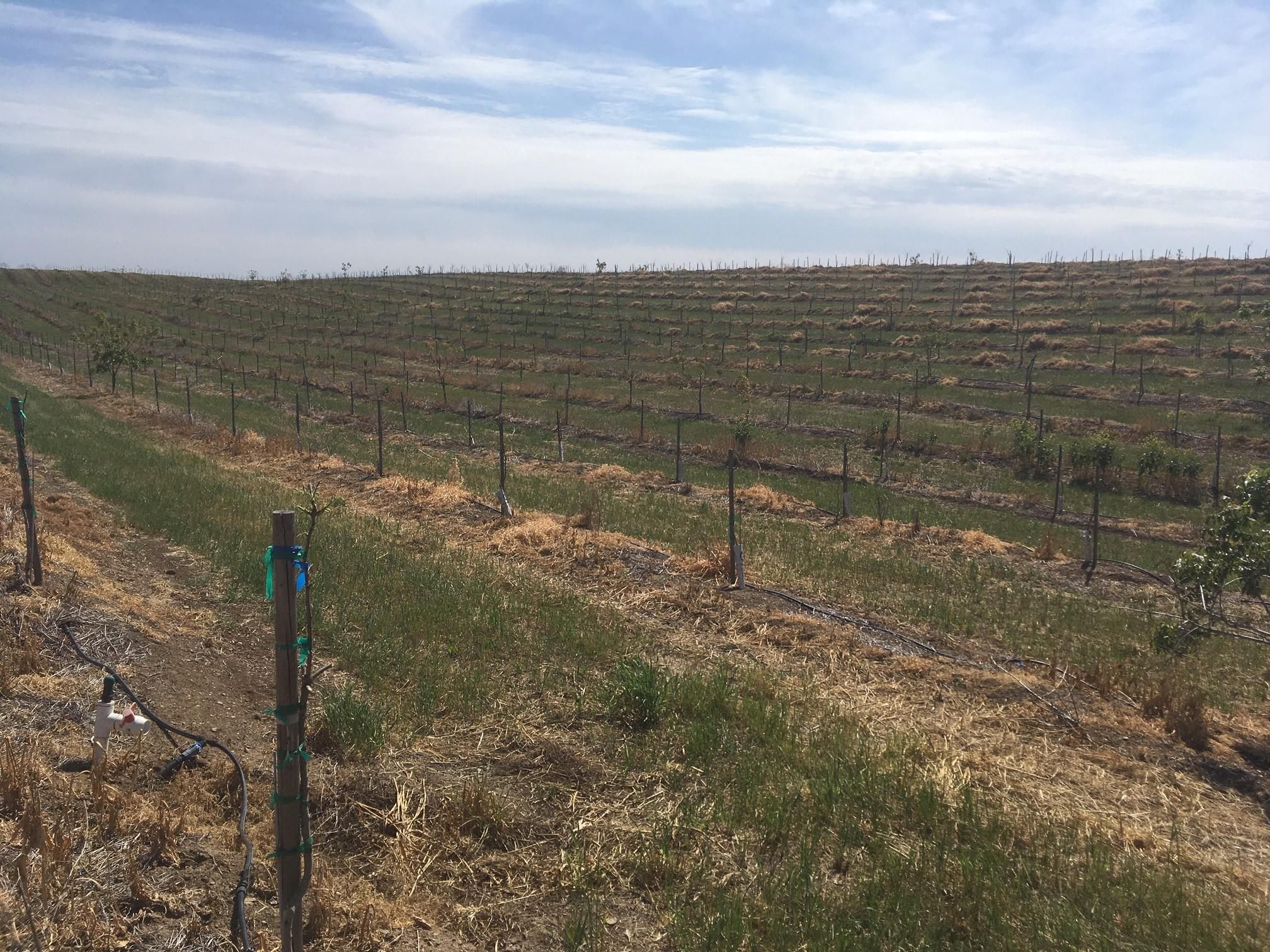 Woodland, Yolo County, CA Farms and Ranches for sale Property ID