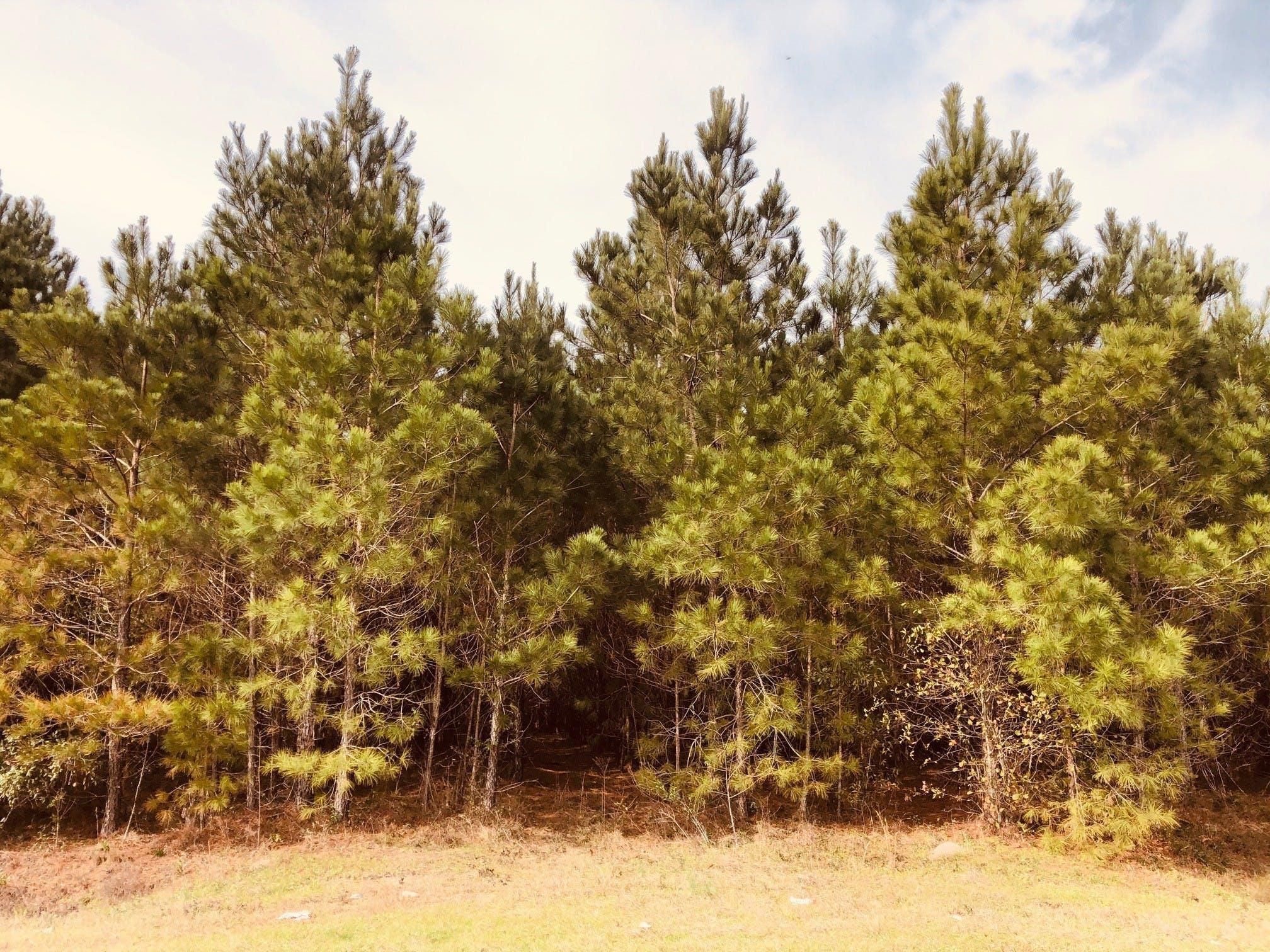 Newington, Screven County, GA Recreational Property, Timberland