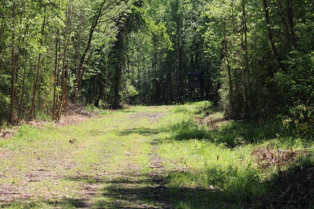 Currie, Bladen County, NC Recreational Property, Timberland Property