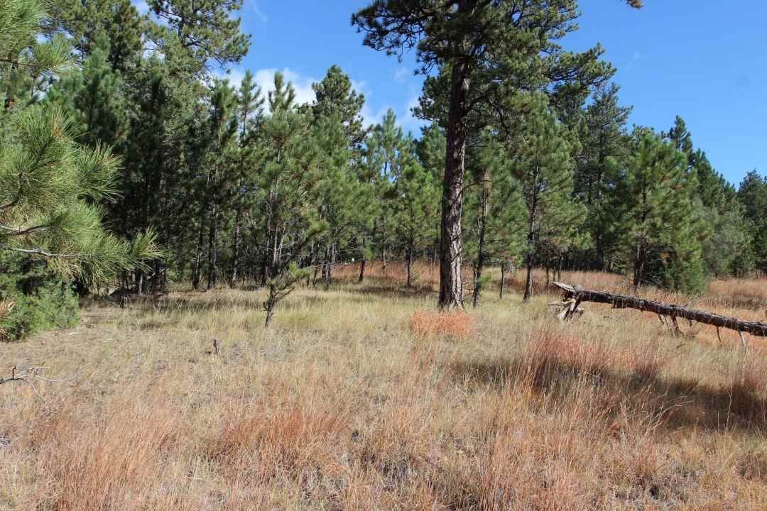 Custer, Custer County, SD Undeveloped Land for sale Property ID