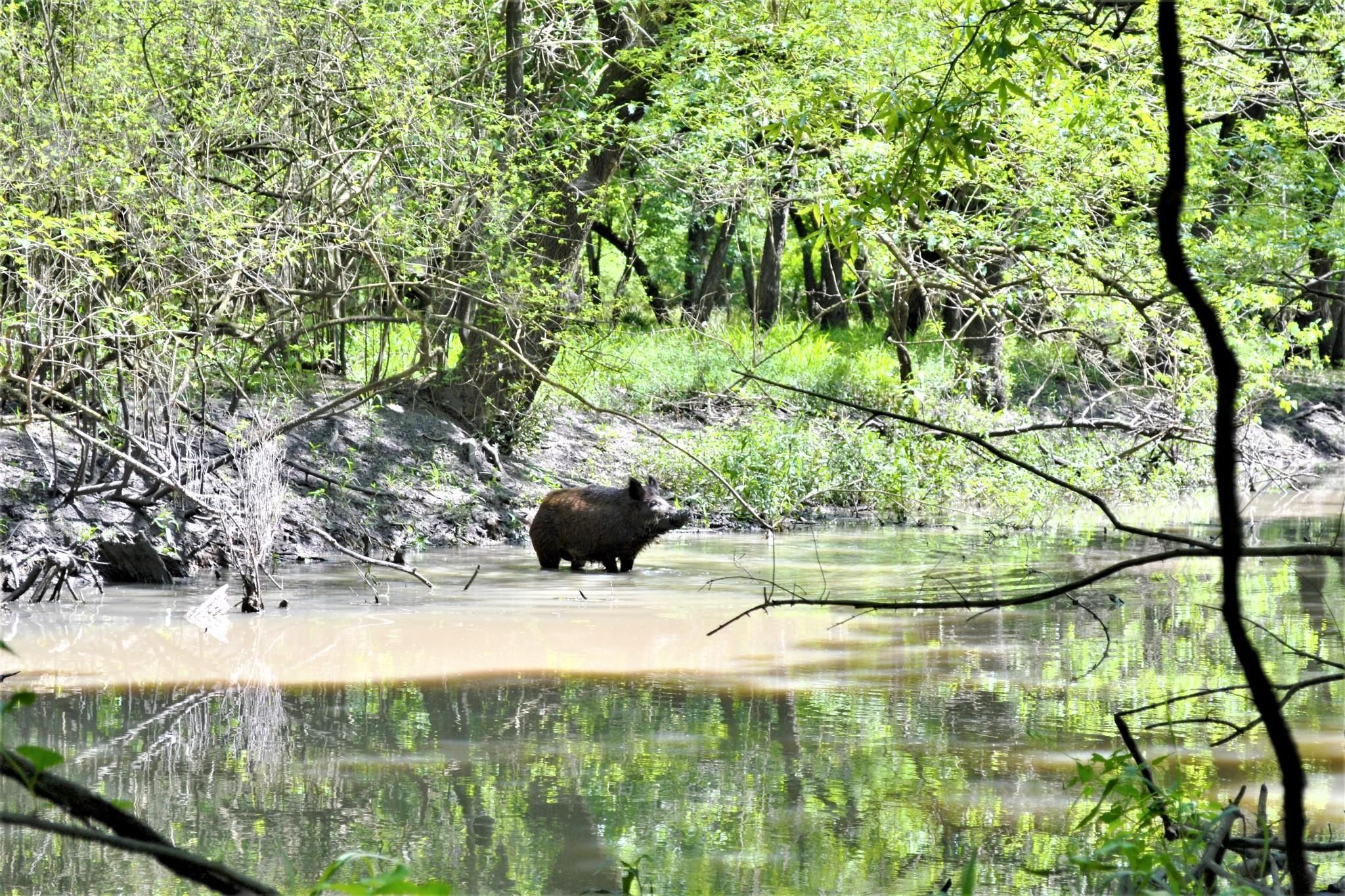 000 CR 227, Hungerford, TX 77448 MLS 62938527 LandWatch