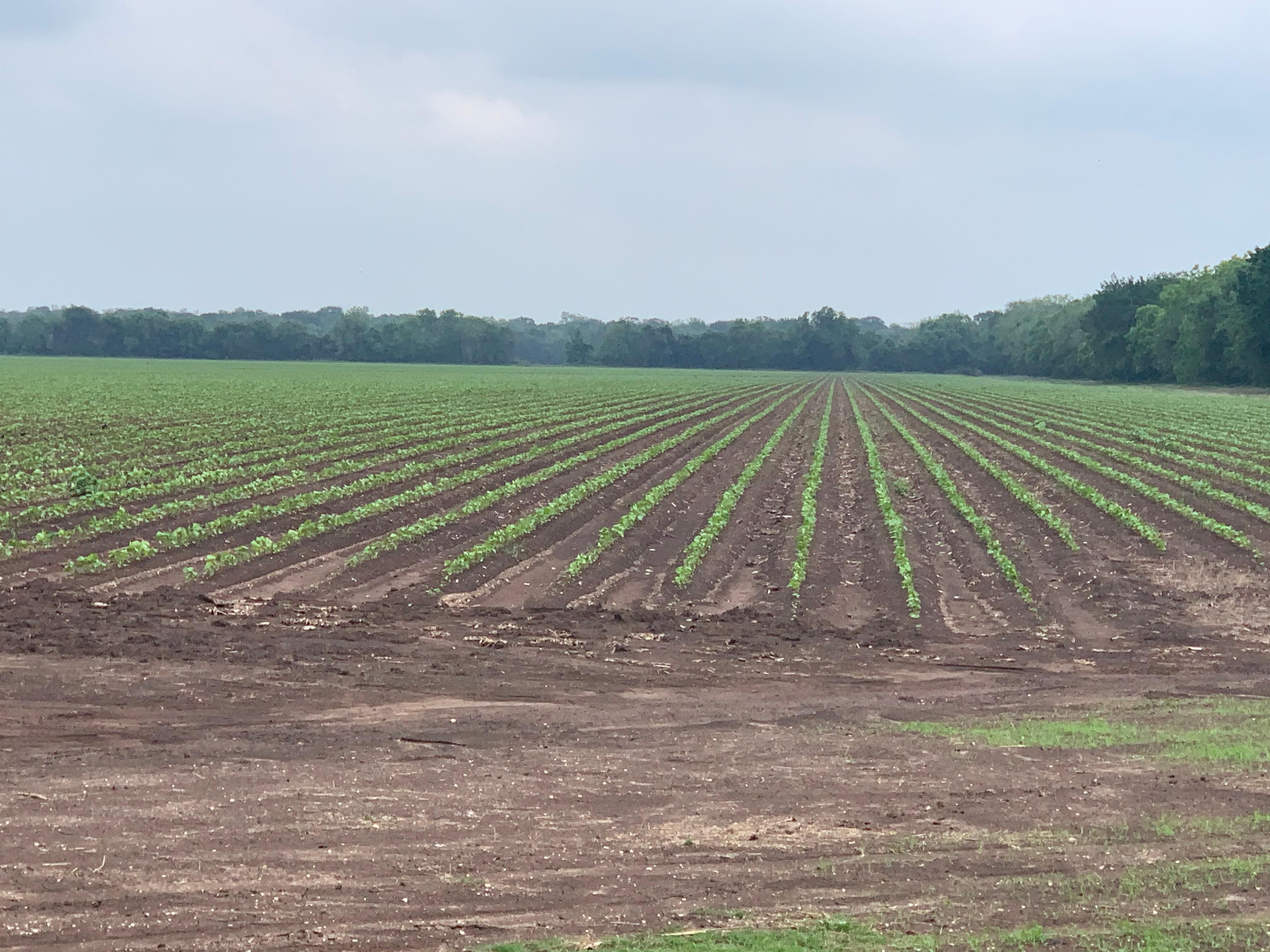 Boling, Wharton County, TX Farms and Ranches, Recreational Property