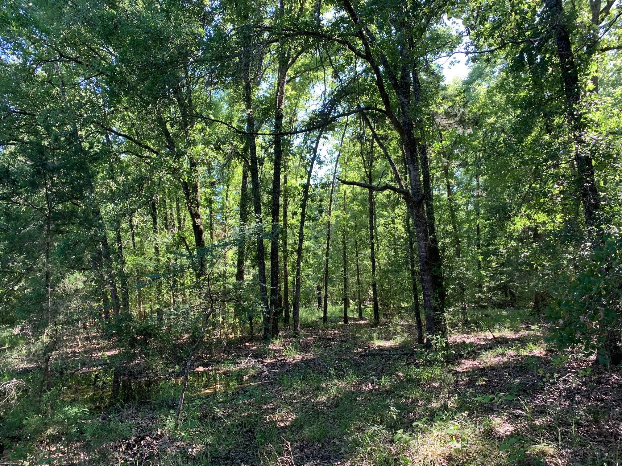 Oakwood, Leon County, TX Recreational Property, Hunting Property for