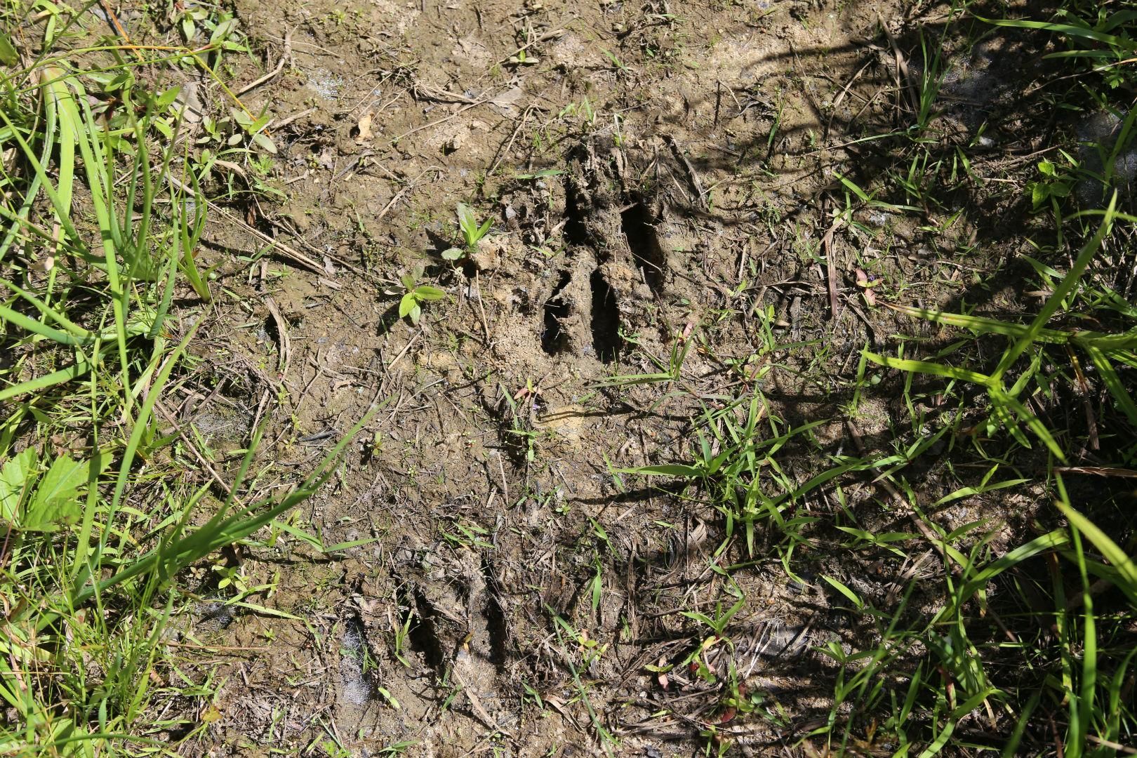 Minter, Lowndes County, AL Recreational Property, Timberland Property