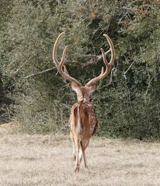 Menard, Menard County, TX Farms and Ranches, Recreational Property for