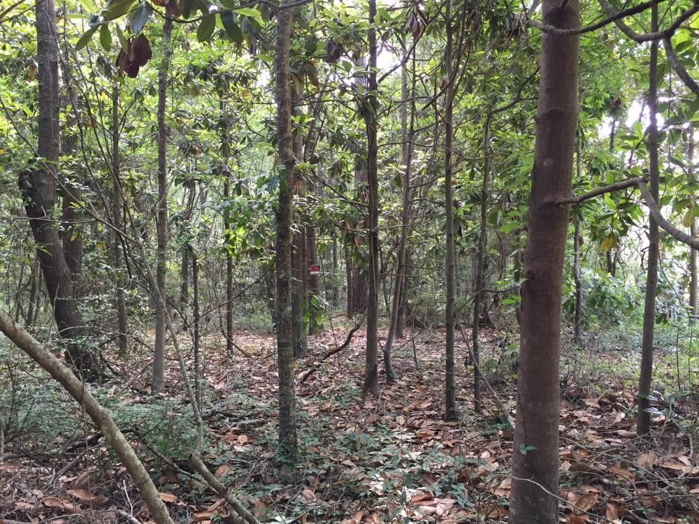 Coden, Mobile County, AL Recreational Property, Undeveloped Land for