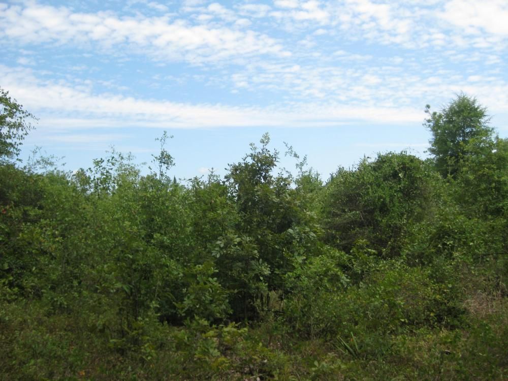 Aiken, Aiken County, SC Undeveloped Land, Hunting Property for sale