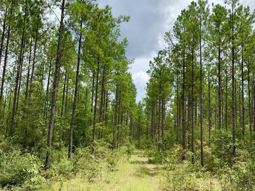 Citronelle, Mobile County, AL Recreational Property, Timberland