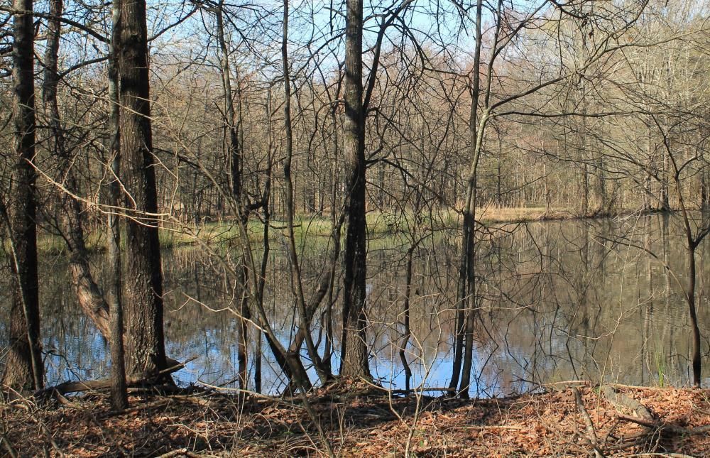 Oak Grove, West Carroll Parish, LA Timberland Property, Hunting
