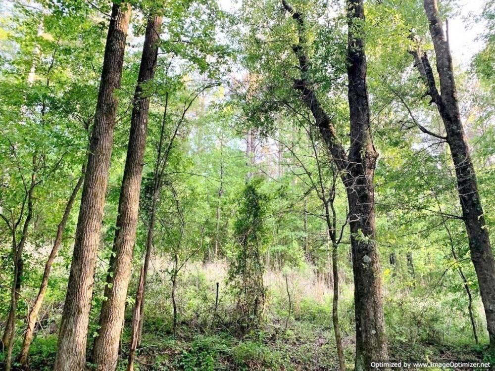 Durant, Holmes County, MS Recreational Property, Timberland Property