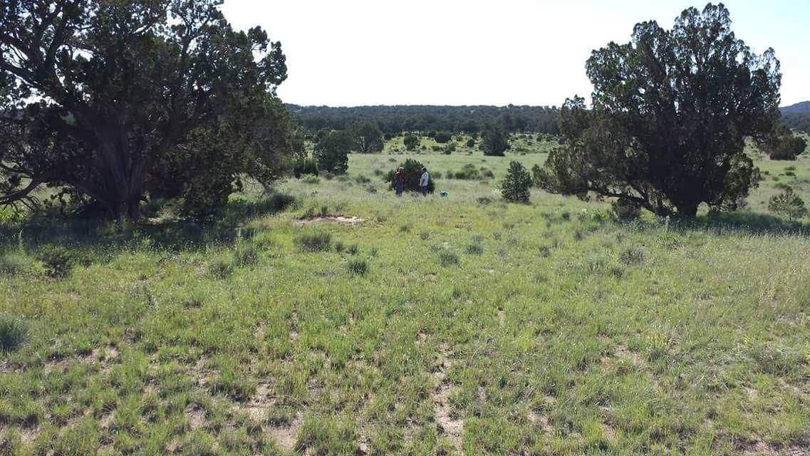 Pie Town, Catron County, NM Farms and Ranches, Horse Property for sale