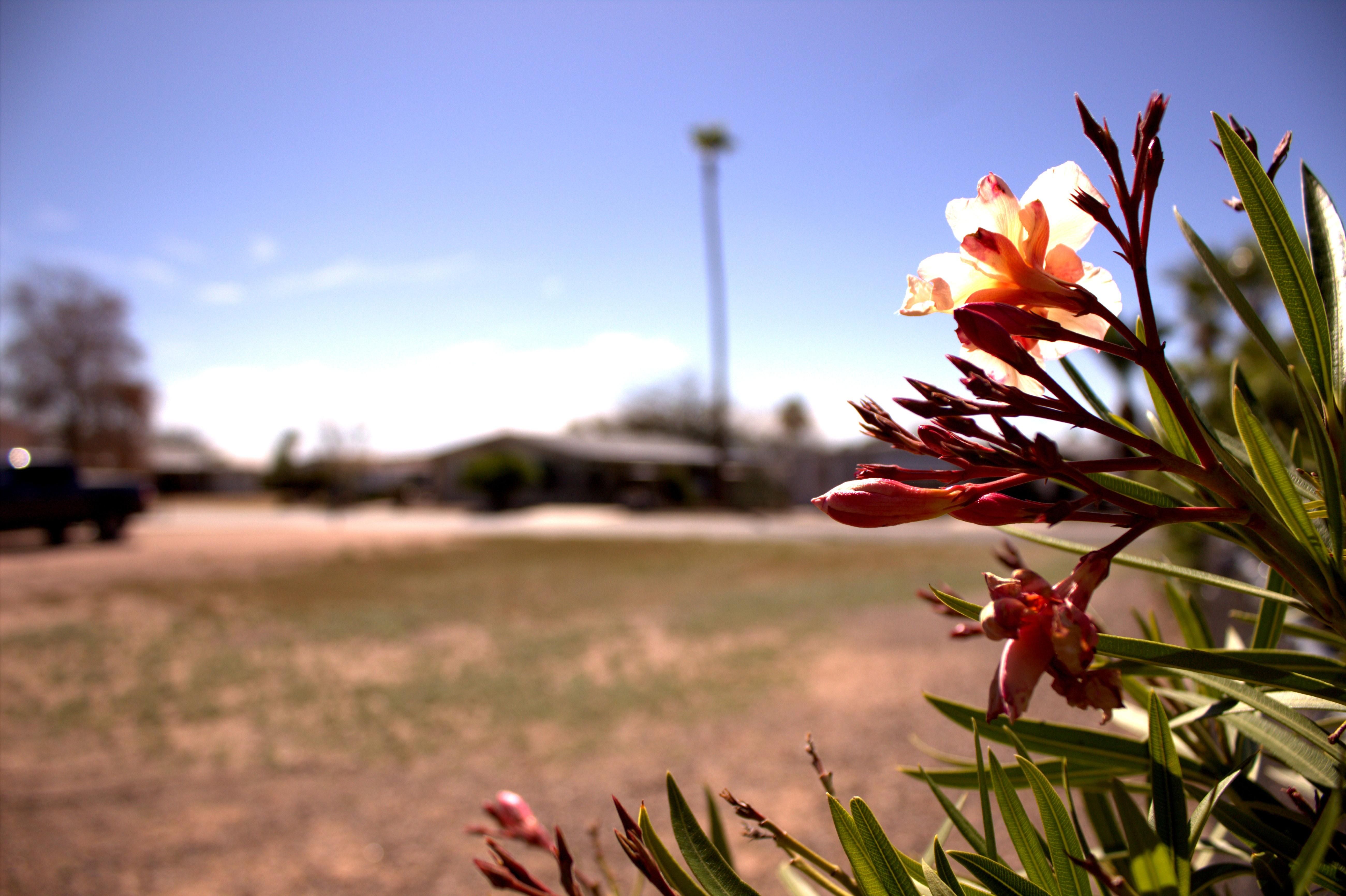 3717 North North Dakota Avenue, Florence, AZ 85132 LandWatch