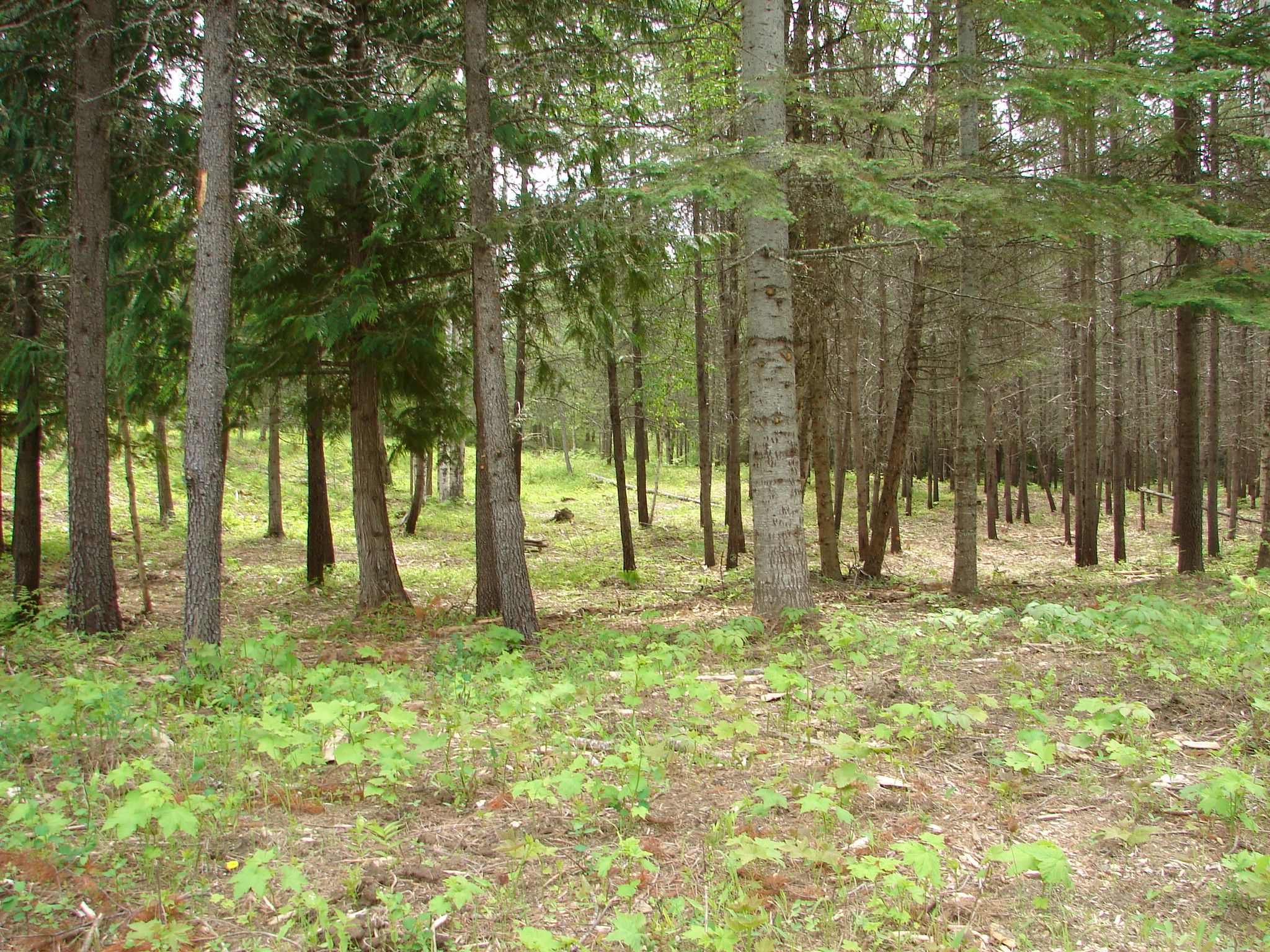 Naples, Boundary County, ID Undeveloped Land for sale Property ID