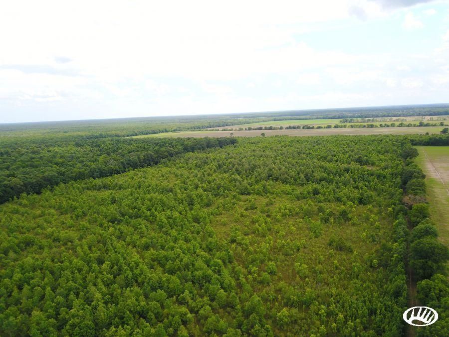 Bunkie, Saint Landry Parish, LA Recreational Property, Timberland