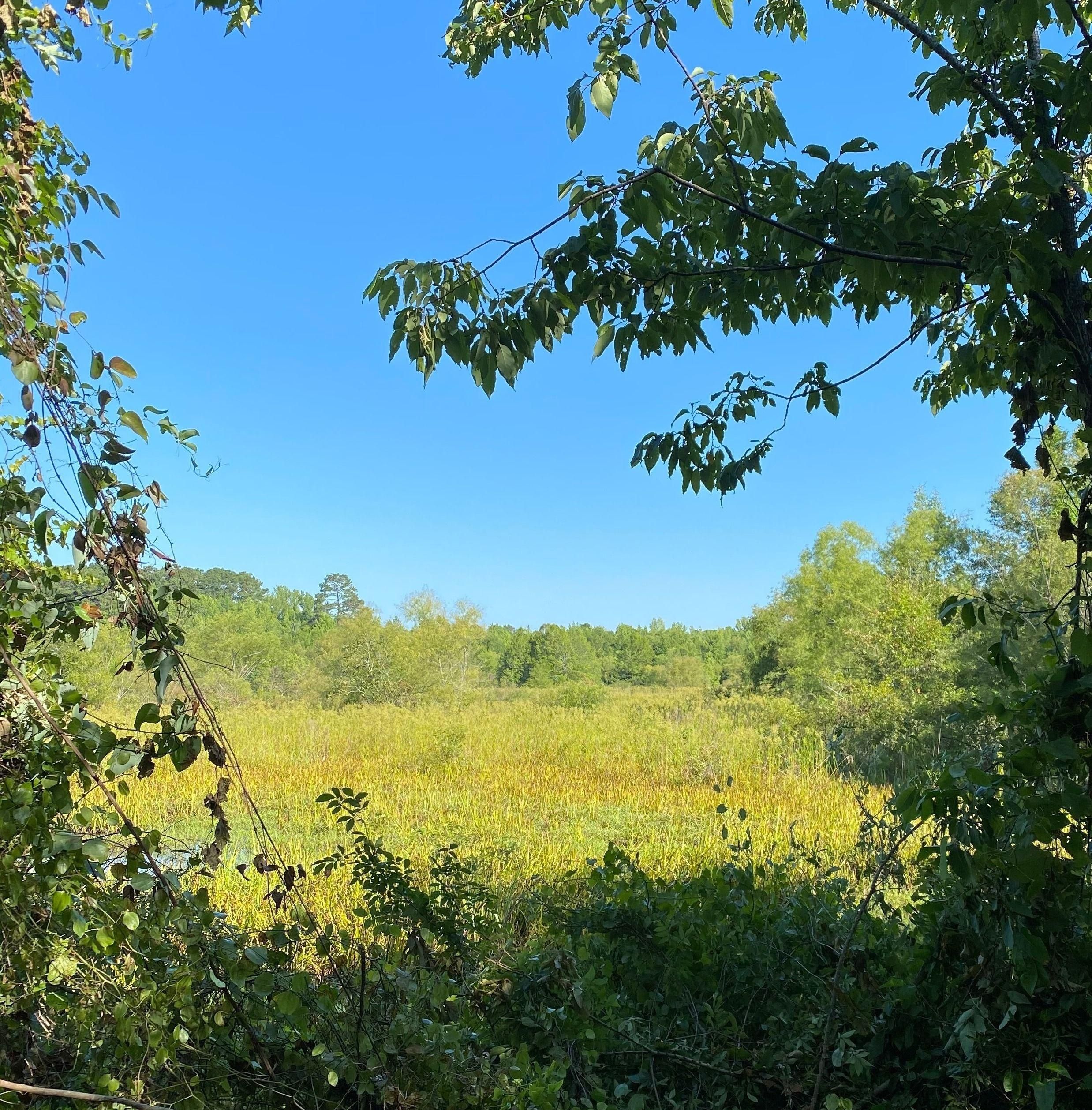 D'Lo, Simpson County, MS Recreational Property, Timberland Property