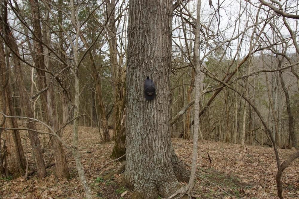 38 ac +/ On Carlisle Road, Bedford, KY 40006 LandWatch