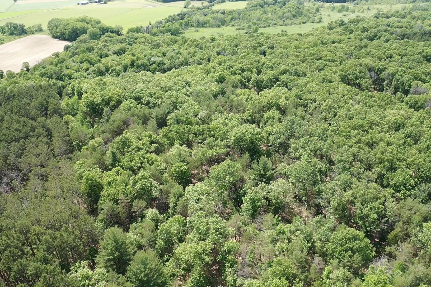 Lyndon Station, Juneau County, WI Recreational Property, Timberland