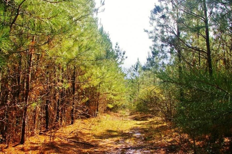 Mallalieu Drive SE, Ruth, MS 39662 LandWatch