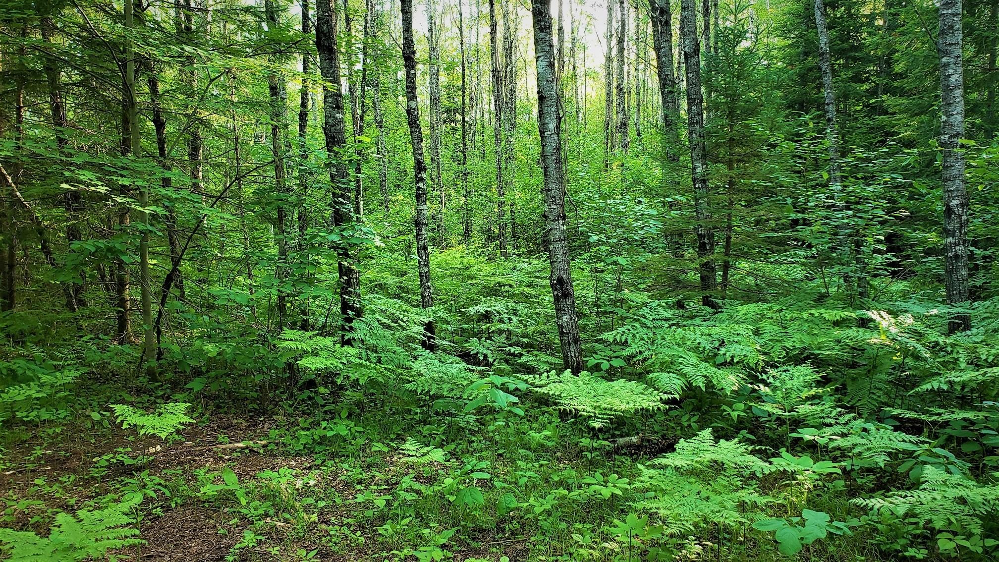 Amberg, County, WI Recreational Property, Undeveloped Land