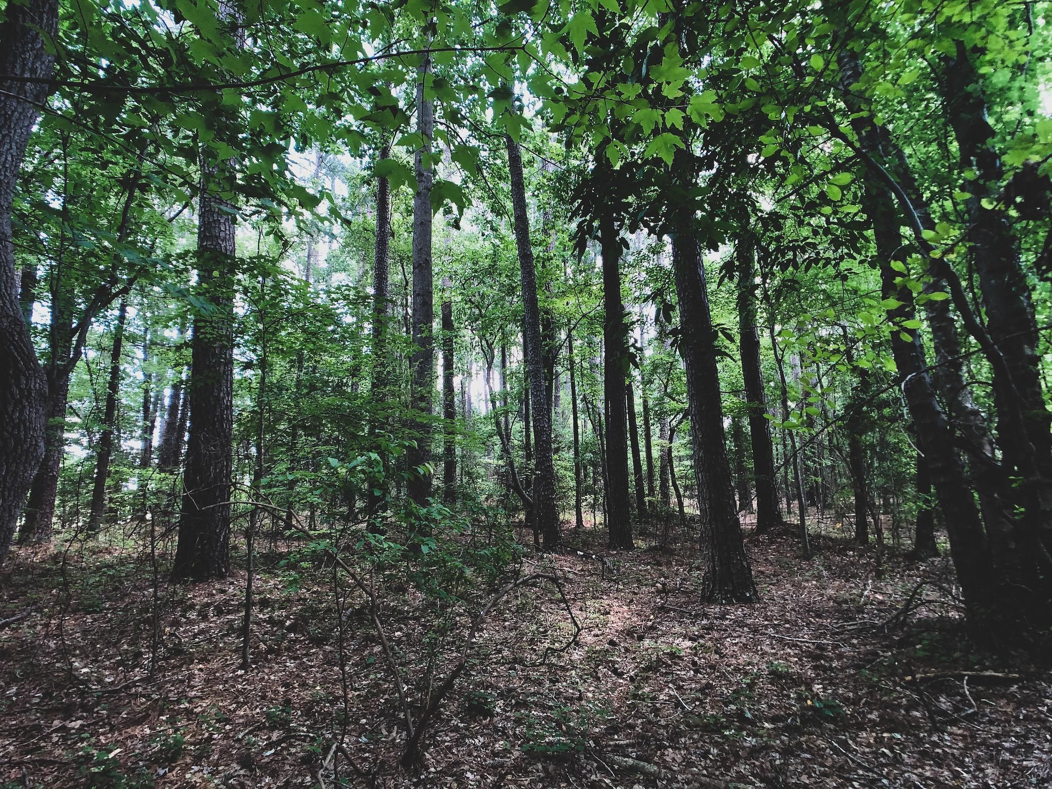 Bunn Elementary School Road, Bunn, NC 27508 MLS 2328880 LandWatch