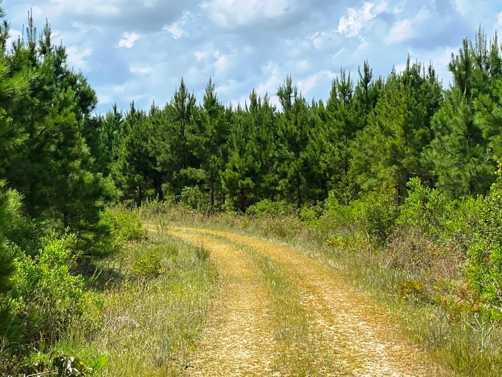 323 acres in Waycross, GA, 31503 LandWatch