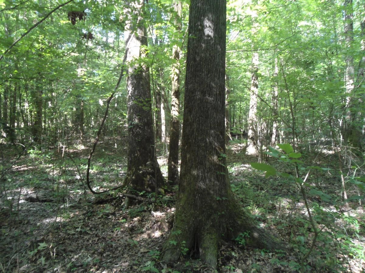 Newton, Newton County, MS Recreational Property, Timberland Property