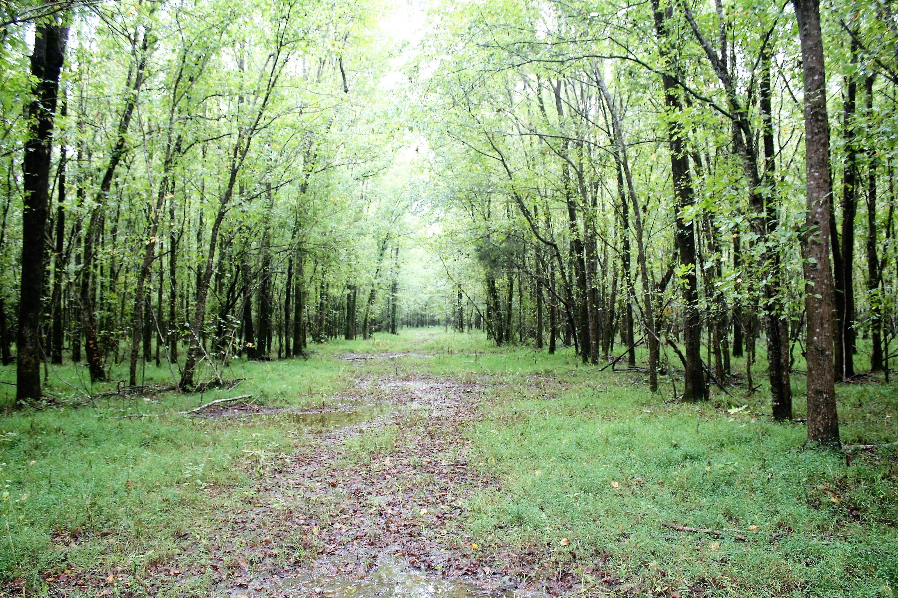 Hayneville, Lowndes County, AL Undeveloped Land for sale Property ID