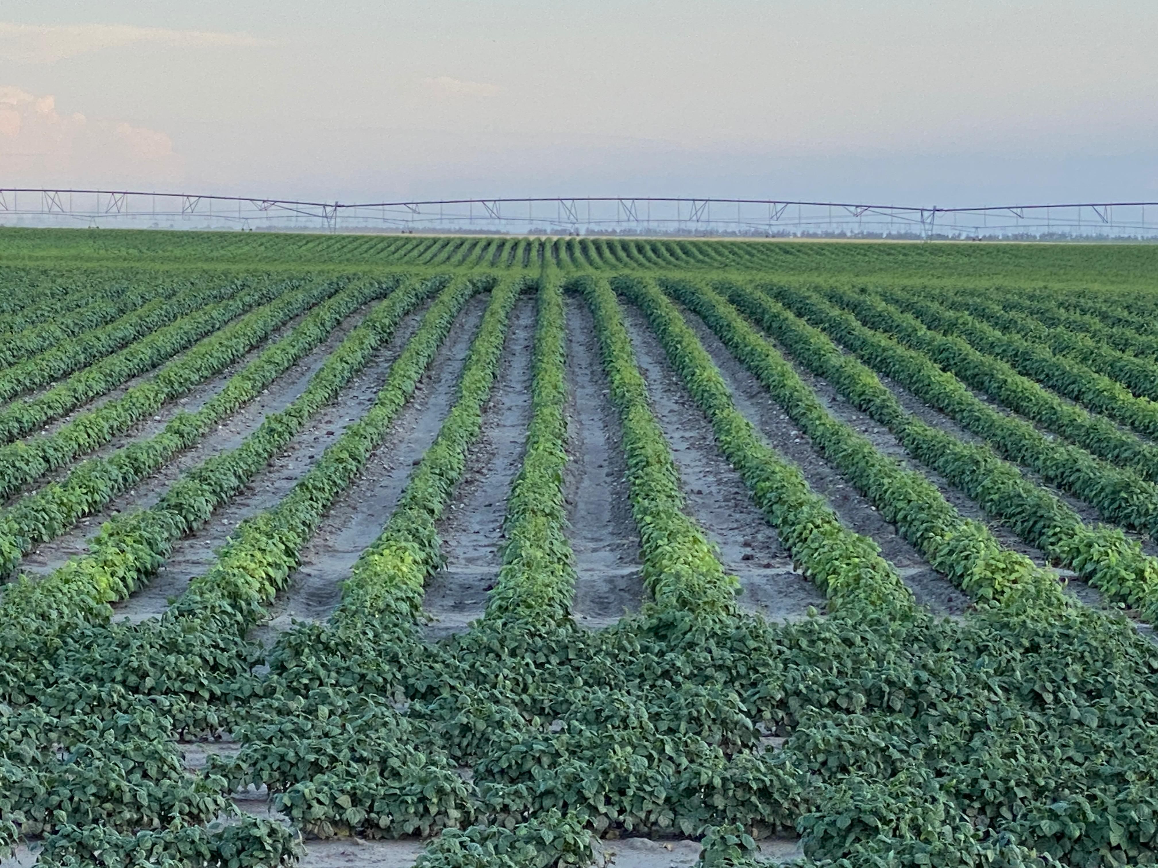 486 acres in Alliance, NE, 69301 MLS Box Butte Pivots & Dryland