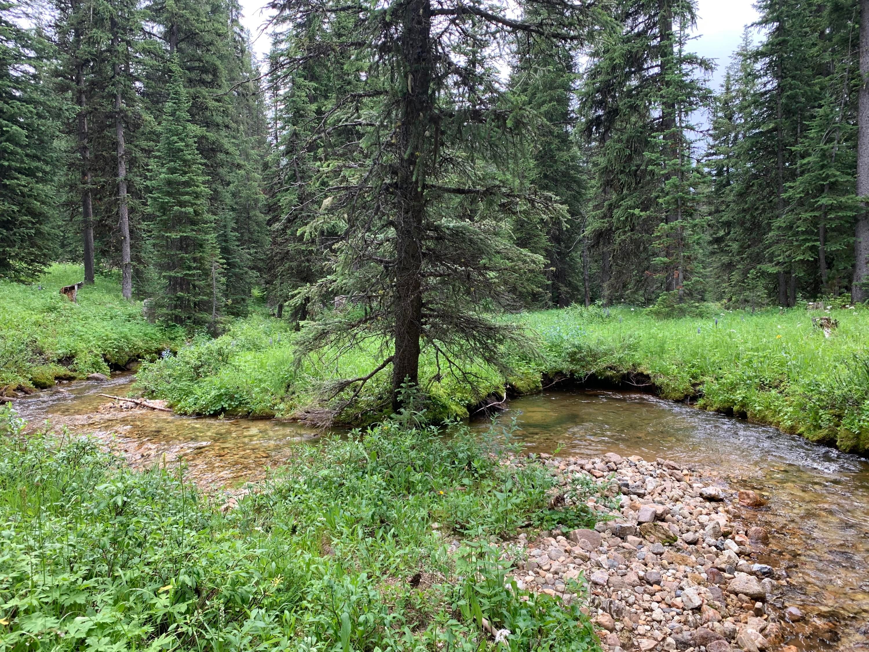 Philipsburg, Granite County, MT Undeveloped Land for sale Property ID