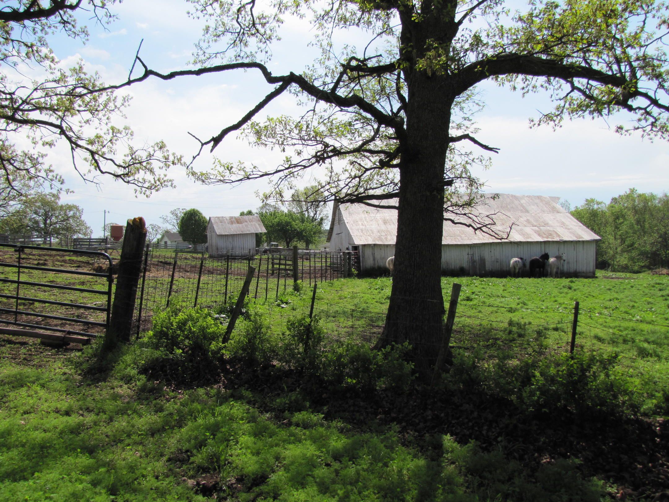 Plato, Texas County, MO Undeveloped Land for sale Property ID