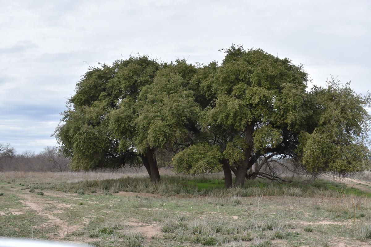 Junction, Kimble County, TX Farms and Ranches for sale Property ID 338828061 LandWatch